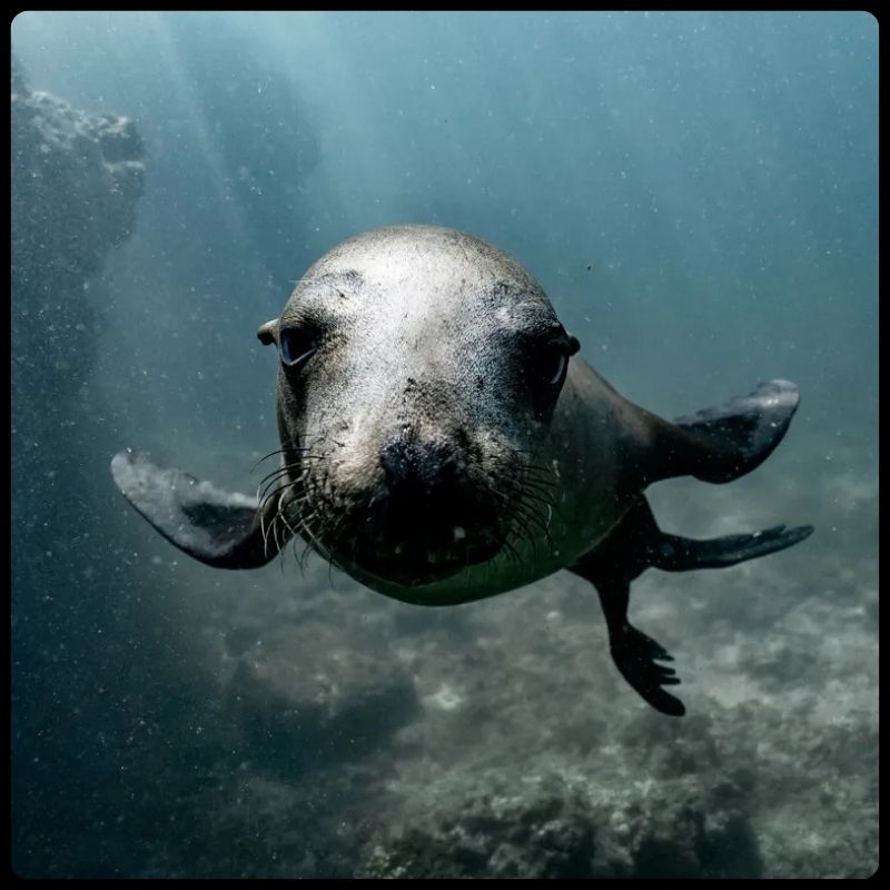 Camping Isla Espíritu Santo