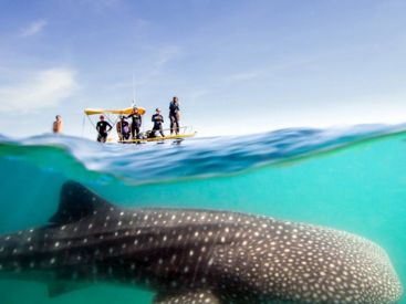 Snorkel con tiburón ballena